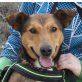 Rocky, Pinscher Mix - Rüde