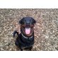 Rocky, Rottweiler - Rüde