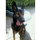 Rocky, Schäferhund Harzerfuchs - Rüde