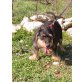 Rocky, Senior sollte sterben - Rüde