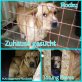 Rocky, Shar-Pei-Mix - Rüde