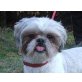 Rocky, Shih Tzu - Rüde
