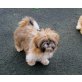 Rocky, Shih Tzu Welpen - Rüde