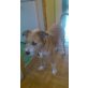 Rocky, Terrier, Fox - Rüde