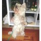 Rocky, West Highland White Terrier - Rüde