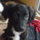 Rocky in Deutschland ist ein knuffiger.., Mischling Welpen - Rüde