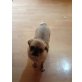 Rocky, mops-chihuahua-mix - Rüde