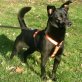 Rocky netter Mischling sucht tolle Familie, Mischling - Rüde