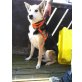 Rocky, sucht PS od. Familie - Rüde