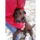 Rocky, sucht liebe Menschen - Rüde