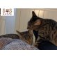 Rocky und Jason wollen ein Zuhause-für-immer - Kater