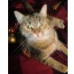 Rocky und Marie, Rocky und Marie - TSV SOS-Katze - Kater