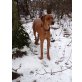 Rodesien regebeck-Vizsla - Rüde