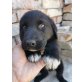 Rodolfo, Labrador-Mischling Welpen - Rüde