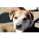 Rodolfo, netter Beagle-Mix - Rüde