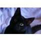 Rodrigues leidet - Kater