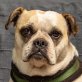 Rofina, Englische Bulldogge-Mix - Hündin