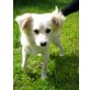 Roger , Spitz-Mischling ?  Welpen - Rüde