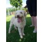 Roky, Lagotto Romagnolo - Rüde