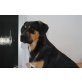 Roky ist ein wunderhübscher Bub, Mischling Welpen - Rüde