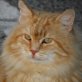 Rolf, roter - Kater