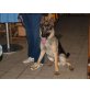 Rolfi, Deutscher Schäferhund Cremefarbener langhaariger Schlag - Rüde