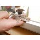 Rollschwanzleguan Männlich - männlich
