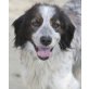 Rolo, Setter-Mix - Rüde
