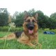 Romé , Deutscher Schäferhund - Hündin