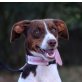 Roma, Australian Shepherd Mix - Hündin