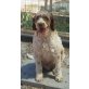 Roman, Lagotto Romagnolo Mix - Rüde