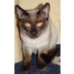 Roman, Siamesen - Kater