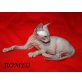 Romeo, Don Sphynx - Kater