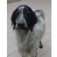 Romeo, English Setter - Rüde
