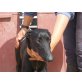 Romeo, Galgo Español - Rüde
