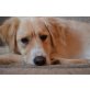 Romeo, Golden Retriever - Rüde