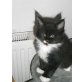 Romeo, Maine Coon - Kater