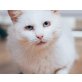 Romeo, Mischling - Kater