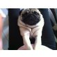 Romeo, Mops - Rüde