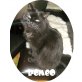 Romeo, Perser-Mix-Kater schwarz - Kater