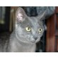 Romeo, Russisch Blau-Mix - Kater