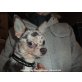 Romeo  Silbermerle, Chihuahua kurzhaariger Schlag - Rüde