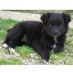 Romeo, Zuckerschnute Romeo sucht Sie! Welpen - Rüde