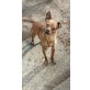 Romeo, Zwergpinscher - Rüde