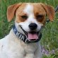 Romeo ist ein Glücksgriff💖😊👍, Mischlingsrüde - Rüde