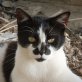 Romeo, schwarz/weißer - Kater