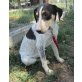Romeo, sucht ein liebevolles Zuhause - Rüde