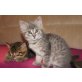 Romeo und Julia, Mischlingstiger - Kater