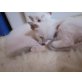 Romeo und Julia, Siamesen - Katze