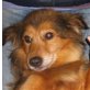 Romina, Sheltie Mix - Hündin